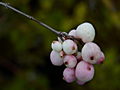 Symphoricarpos x doorenbosii Tajga IMG_1410 Śnieguliczka